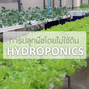 การปลูกพืชโดยไม่ใช้ดิน (hydroponics)