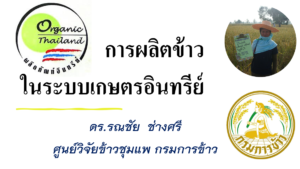 การผลิตข้าวในระบบเกษตรอินทรีย์